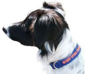Personalised Dog Collars