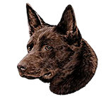 Australian Kelpie