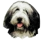 Bearded Collie