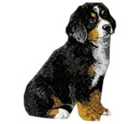 Bernese Mountain Dog