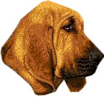 Bloodhound