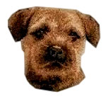 Border Terrier