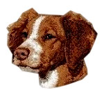 Brittany Spaniel