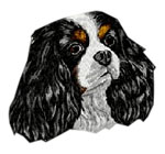 Cavalier King Charles Spaniel