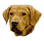 Chesapeake Bay Retriever