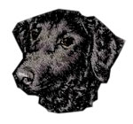 Curly Coated Retriever