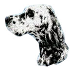 English Setter