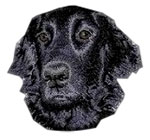 Flat Coated Retriever