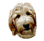 Labradoodle