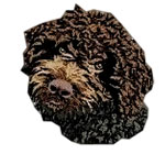 Lagotto Romangolo