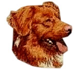 Nova Scotia Duck Tolling Retriever