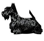 Scottish Terrier