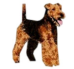 Welsh Terrier