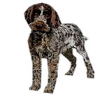 Wirehaired Pointing Griffon